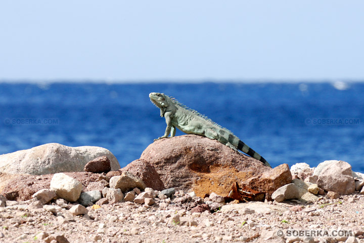 Iguane vert sur rocher - Les Saintes - Guadeloupe