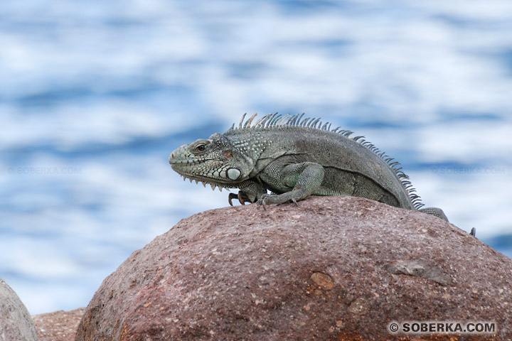 Iguane vert (Iguana iguana) sur un rocher - Les Saintes - Guadeloupe