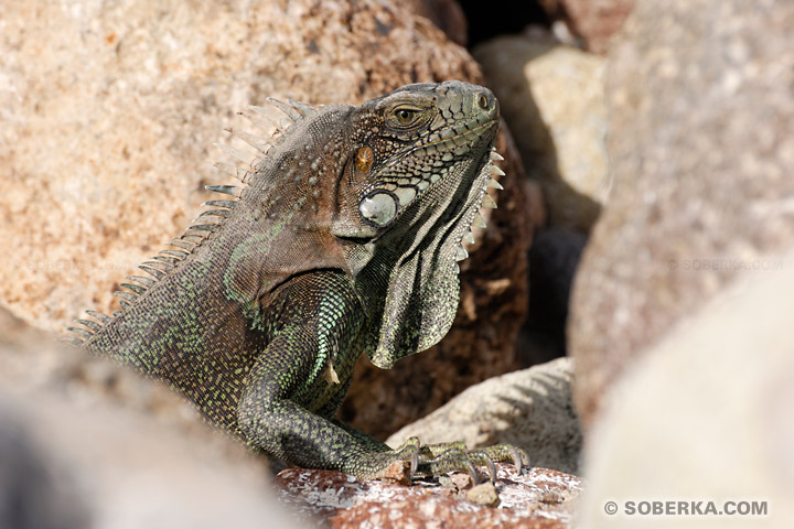 Iguane vert caché - Les Saintes - Guadeloupe