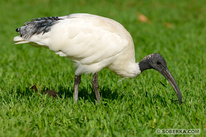 Ibis Sacré à Sydney