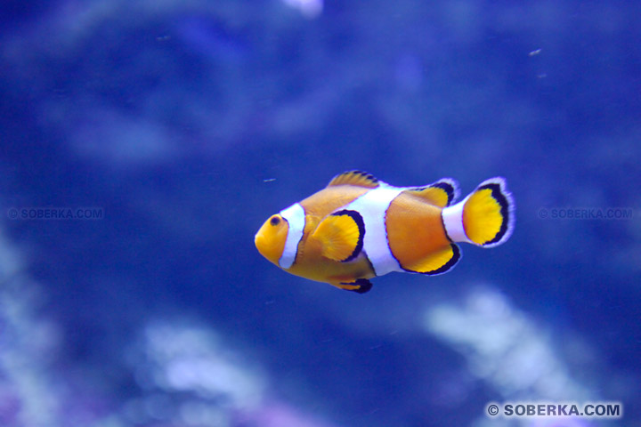 Poisson clown auqarium de sydney à Sydney