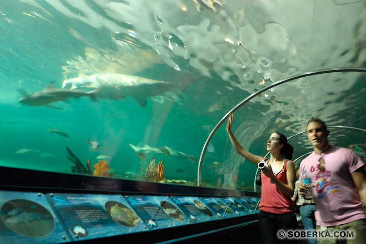 Touristes dans l'aquarium de Sydney à Sydney